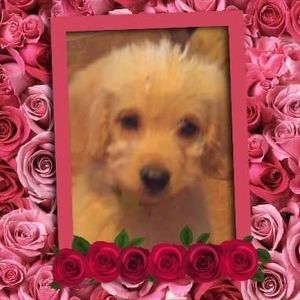 Meet your Posher, Melanie